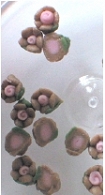 Kwiatki ceramiczne 3mm. - brązowe - 20szt.